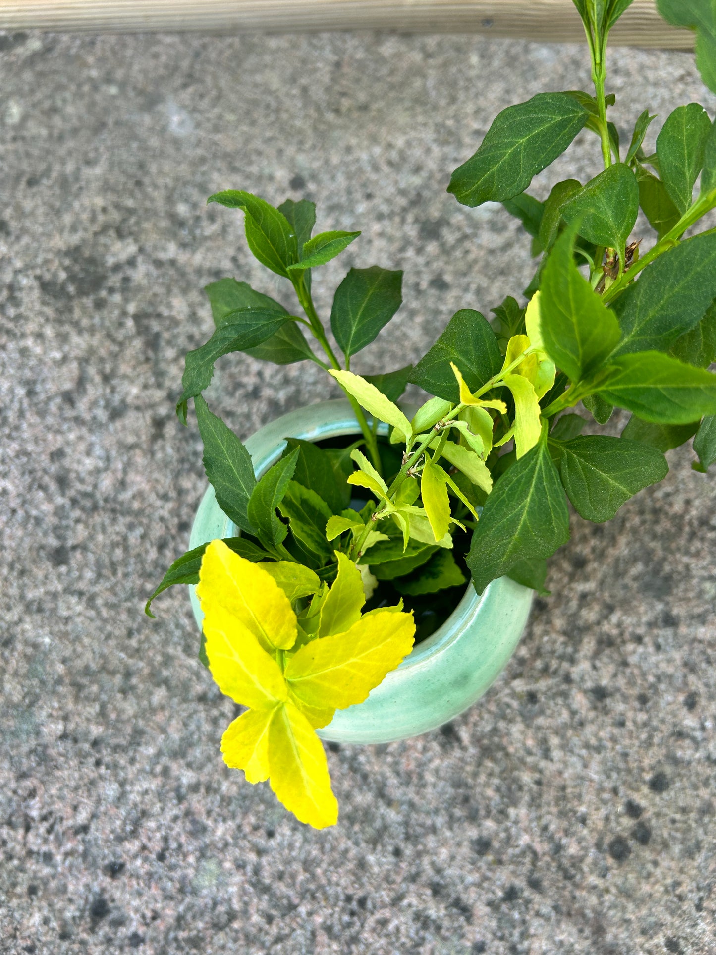Blomvas ljusgrön